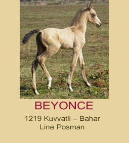 beyonce