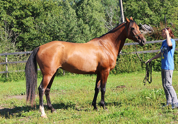 Kamila