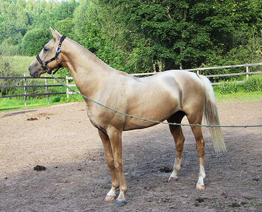 Kadjaran