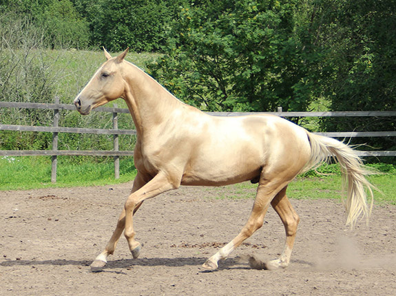 Kadjaran