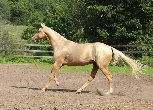Kadjaran