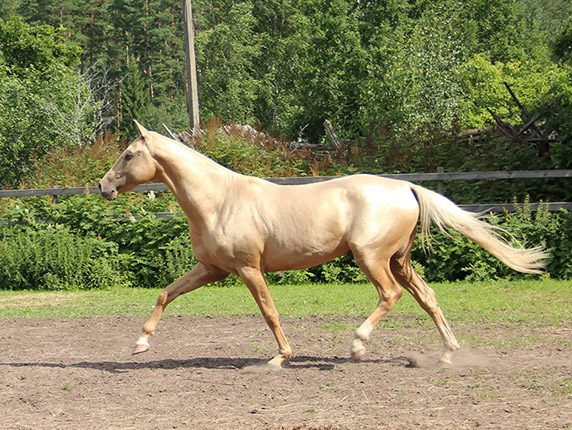 Kadjaran
