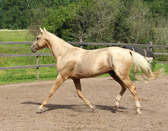 Kadjaran