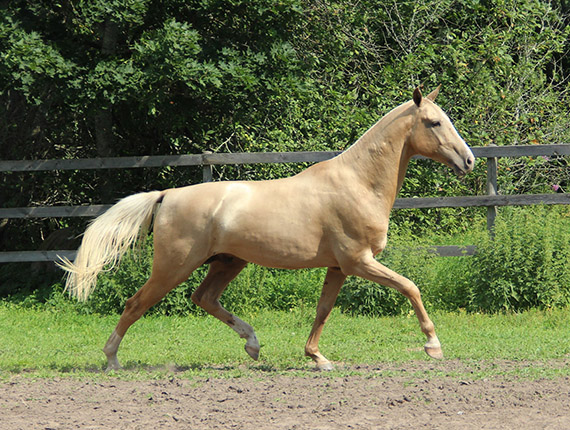 Kadjaran