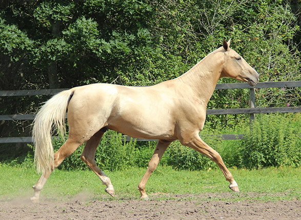 Kadjaran