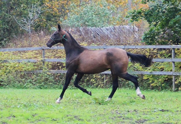 Matador