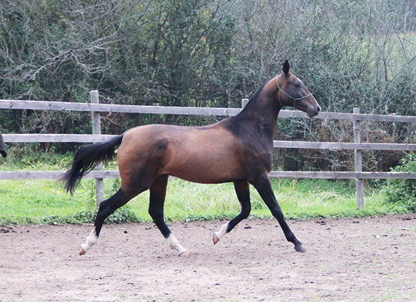 Matador