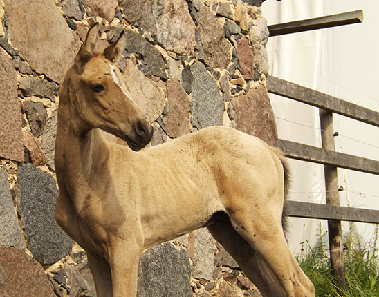 Persiyanin-Geli