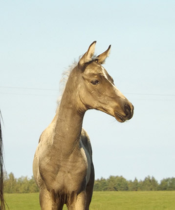 Persiyanin-Geli