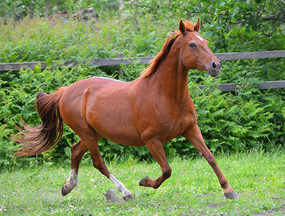Akkol