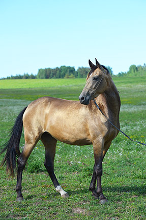 Gul-Oylyk