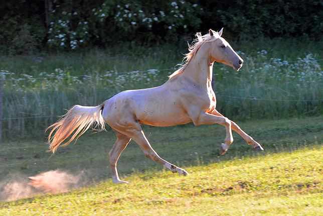 Kadjaran