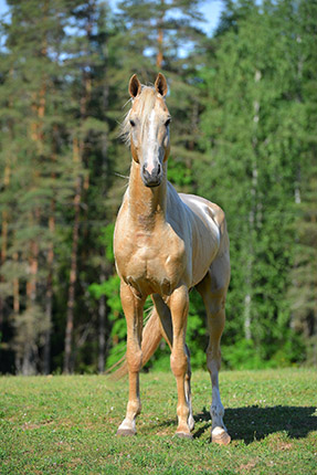 Kadjaran