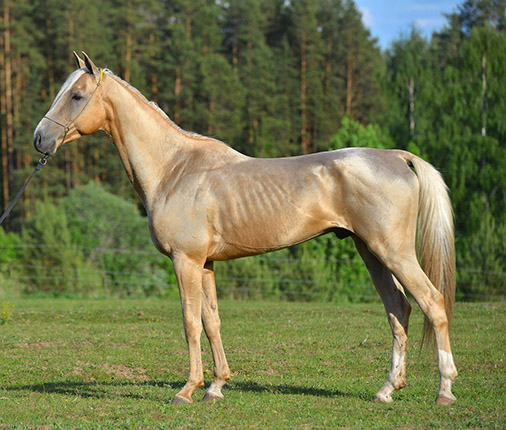 Kadjaran