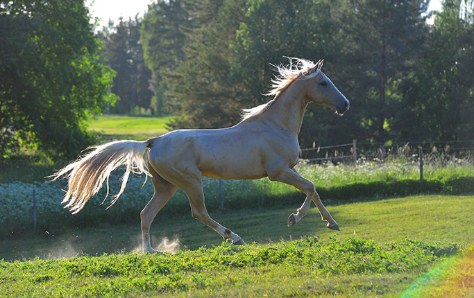 Kadjaran