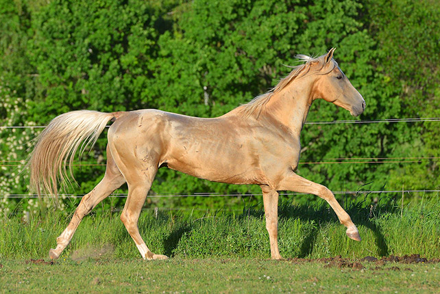 Kadjaran
