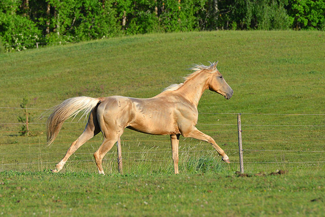 Kadjaran