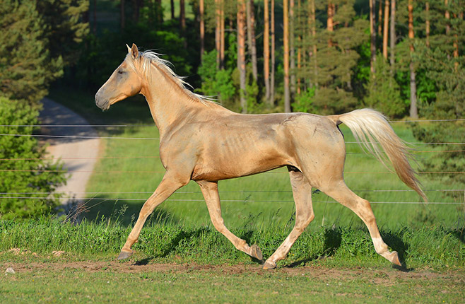 Kadjaran