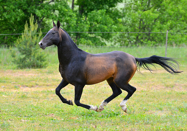 Matador
