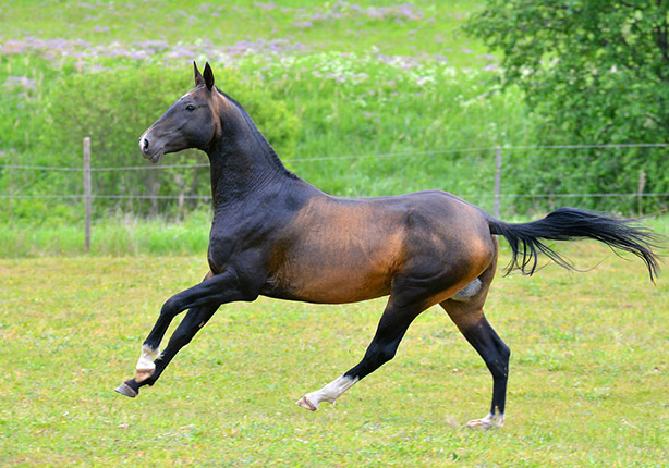 Matador