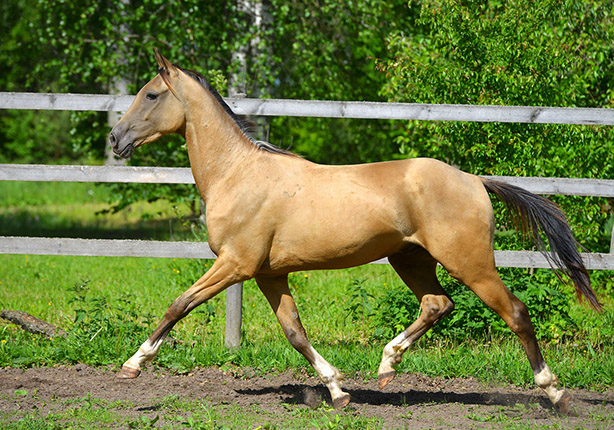 Salgym