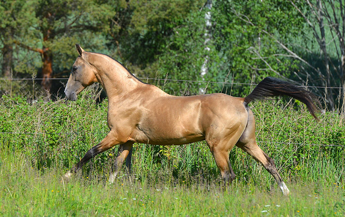 Serdar