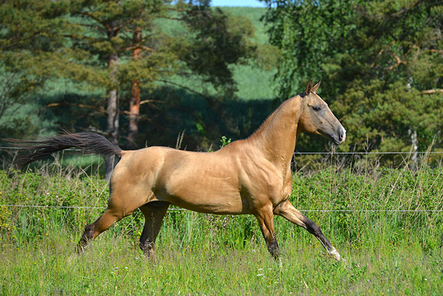 Serdar