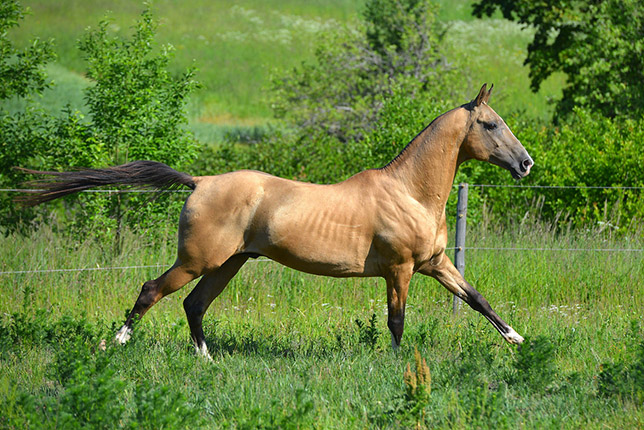 Serdar