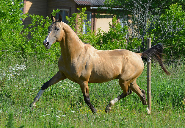 Serdar