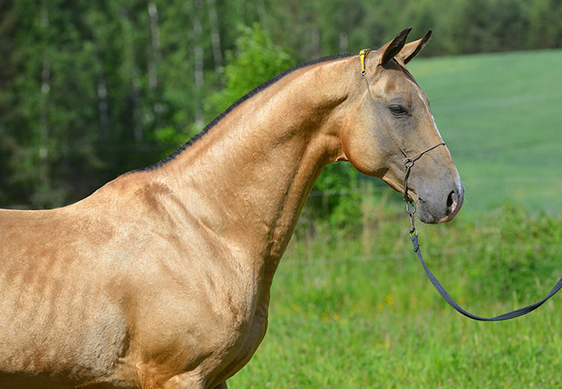 Serdar