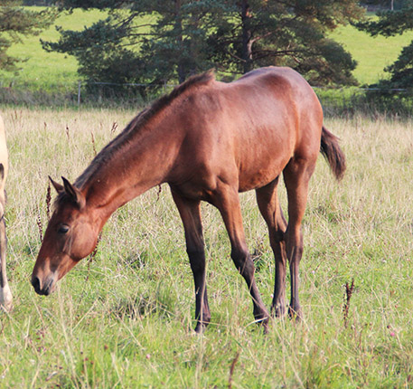 Ordaliya
