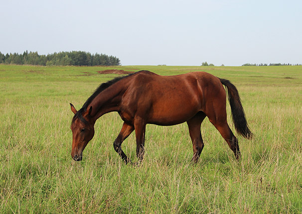Ordaliya