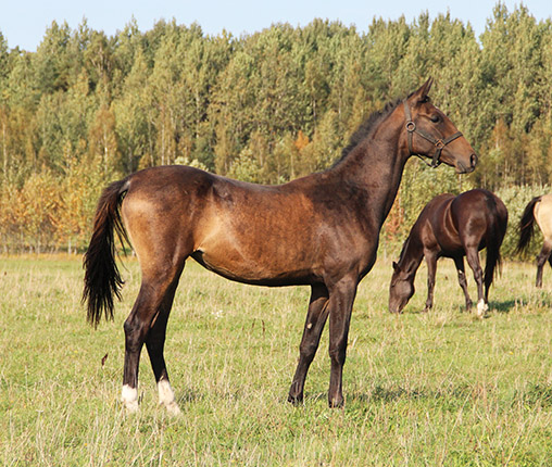 Toidjan