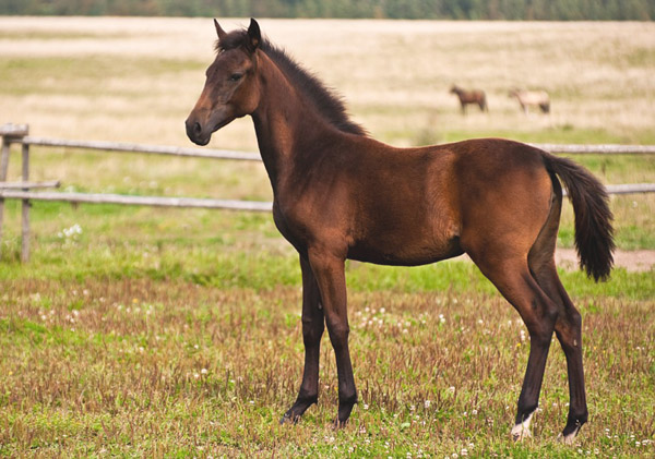Astana