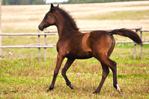 Astana