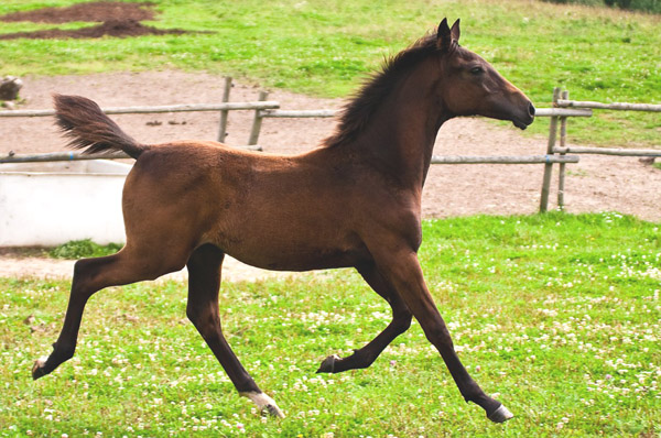 Astana