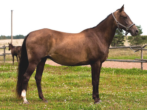 Kichidjik