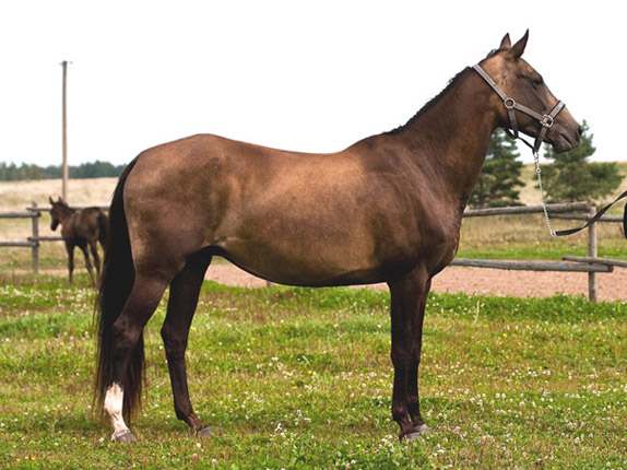 Kichidjik