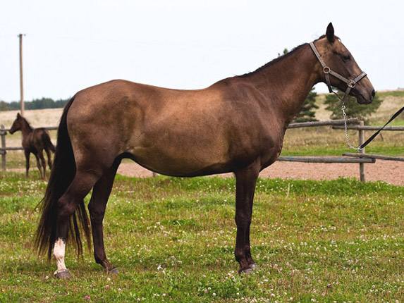 Kichidjik