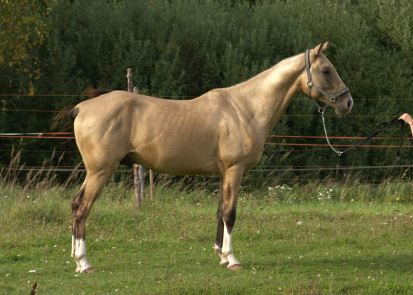 Serdar