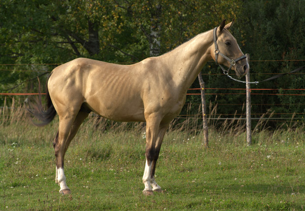Serdar