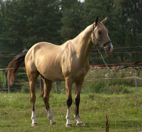 Serdar