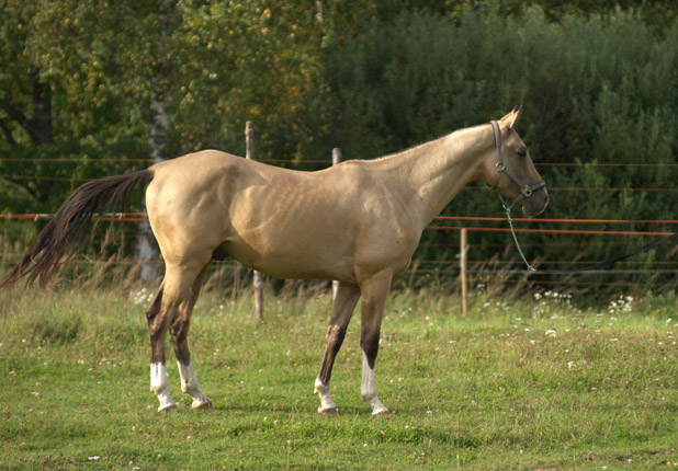 Serdar