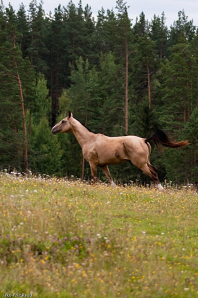 Serdar