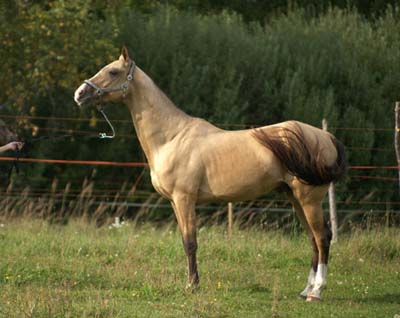 Serdarjan