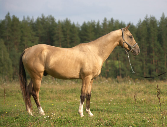 Serdar