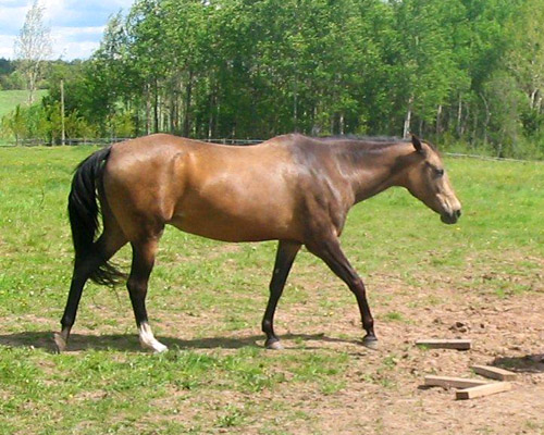Kichidjik