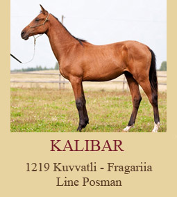 Kalibar