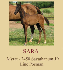 Sara