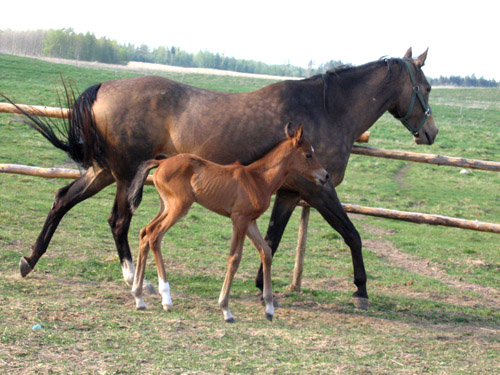 Kichidjik
